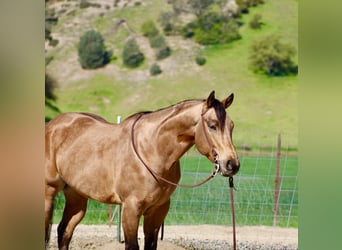 Quarter horse américain, Hongre, 8 Ans, 152 cm, Buckskin