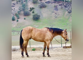 Quarter horse américain, Hongre, 8 Ans, 152 cm, Buckskin