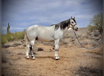 Quarter horse américain, Hongre, 8 Ans, 152 cm, Gris