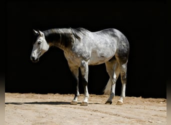 Quarter horse américain, Hongre, 8 Ans, 152 cm, Gris pommelé