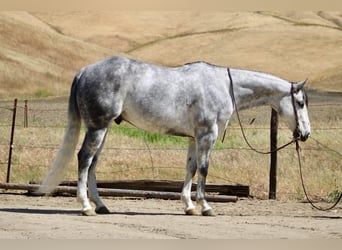 Quarter horse américain, Hongre, 8 Ans, 152 cm, Gris pommelé