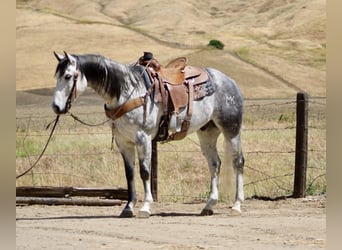 Quarter horse américain, Hongre, 8 Ans, 152 cm, Gris pommelé
