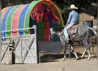 Quarter horse américain, Hongre, 8 Ans, 152 cm, Gris pommelé