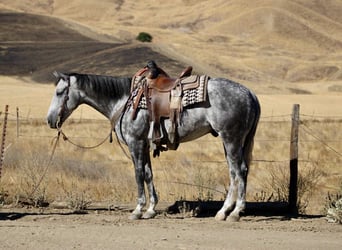 Quarter horse américain, Hongre, 8 Ans, 152 cm, Gris pommelé