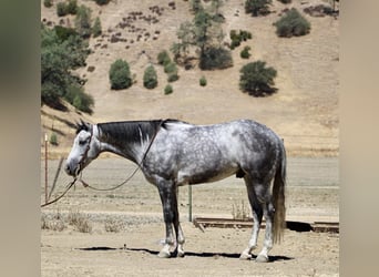 Quarter horse américain, Hongre, 8 Ans, 152 cm, Gris pommelé