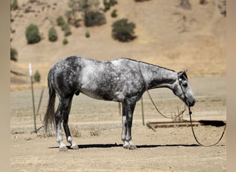 Quarter horse américain, Hongre, 8 Ans, 152 cm, Gris pommelé