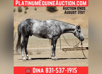 Quarter horse américain, Hongre, 8 Ans, 152 cm, Gris pommelé
