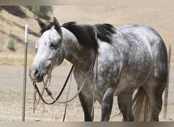Quarter horse américain, Hongre, 8 Ans, 152 cm, Gris pommelé