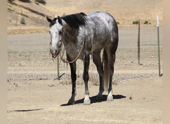 Quarter horse américain, Hongre, 8 Ans, 152 cm, Gris pommelé