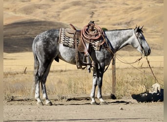 Quarter horse américain, Hongre, 8 Ans, 152 cm, Gris pommelé