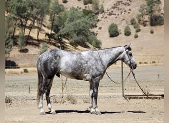 Quarter horse américain, Hongre, 8 Ans, 152 cm, Gris pommelé