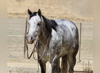 Quarter horse américain, Hongre, 8 Ans, 152 cm, Gris pommelé