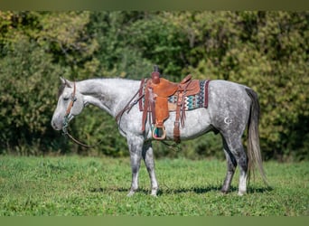 Quarter horse américain, Hongre, 8 Ans, 152 cm, Gris