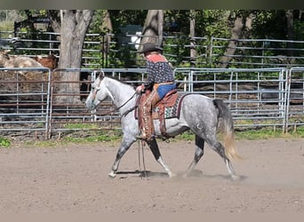 Quarter horse américain, Hongre, 8 Ans, 152 cm, Gris