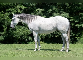 Quarter horse américain, Hongre, 8 Ans, 152 cm, Gris