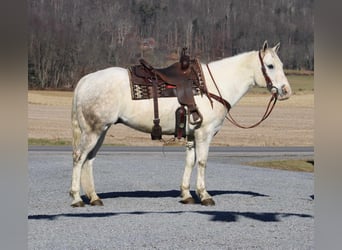 Quarter horse américain, Hongre, 8 Ans, 152 cm, Gris