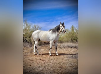 Quarter horse américain, Hongre, 8 Ans, 152 cm, Gris
