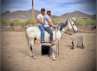 Quarter horse américain, Hongre, 8 Ans, 152 cm, Gris