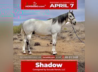 Quarter horse américain, Hongre, 8 Ans, 152 cm, Gris