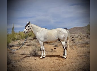 Quarter horse américain, Hongre, 8 Ans, 152 cm, Gris
