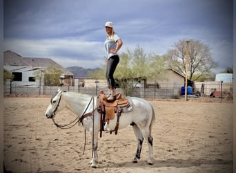 Quarter horse américain, Hongre, 8 Ans, 152 cm, Gris