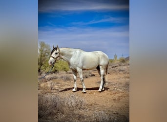 Quarter horse américain, Hongre, 8 Ans, 152 cm, Gris