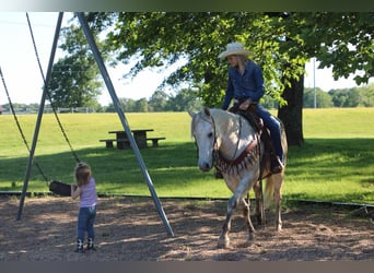 Quarter horse américain, Hongre, 8 Ans, 152 cm, Gris