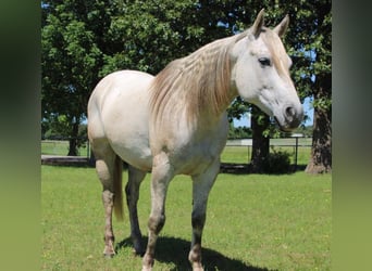 Quarter horse américain, Hongre, 8 Ans, 152 cm, Gris