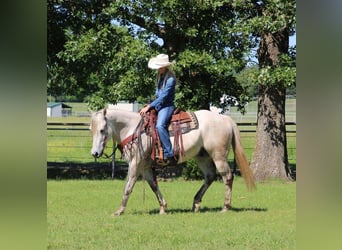 Quarter horse américain, Hongre, 8 Ans, 152 cm, Gris