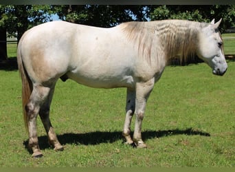 Quarter horse américain, Hongre, 8 Ans, 152 cm, Gris