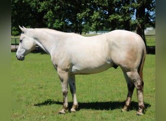 Quarter horse américain, Hongre, 8 Ans, 152 cm, Gris