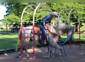 Quarter horse américain, Hongre, 8 Ans, 152 cm, Gris