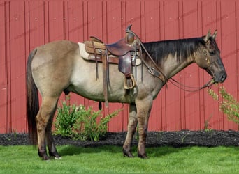 Quarter horse américain, Hongre, 8 Ans, 152 cm, Grullo