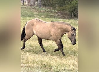 Quarter horse américain, Hongre, 8 Ans, 152 cm, Grullo