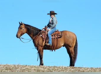 Quarter horse américain, Hongre, 8 Ans, 152 cm, Isabelle