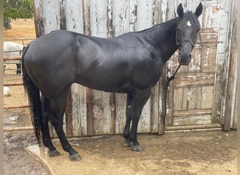 Quarter horse américain, Hongre, 8 Ans, 152 cm, Noir