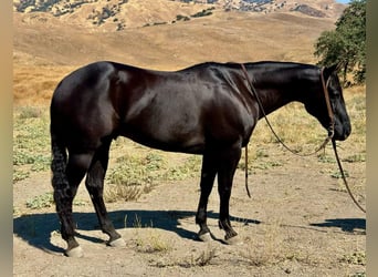 Quarter horse américain, Hongre, 8 Ans, 152 cm, Noir