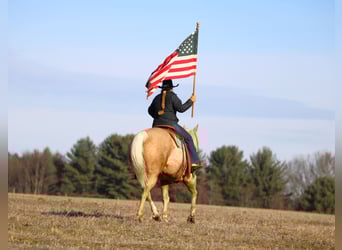Quarter horse américain, Hongre, 8 Ans, 152 cm, Palomino