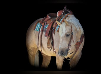 Quarter horse américain, Hongre, 8 Ans, 152 cm, Palomino