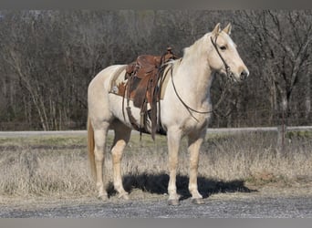 Quarter horse américain, Hongre, 8 Ans, 152 cm, Palomino