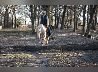 Quarter horse américain, Hongre, 8 Ans, 152 cm, Palomino