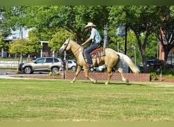 Quarter horse américain, Hongre, 8 Ans, 152 cm, Palomino