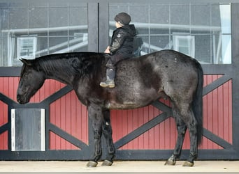 Quarter horse américain, Hongre, 8 Ans, 152 cm, Rouan Bleu