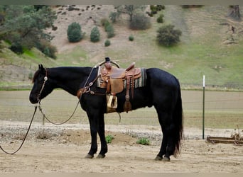 Quarter horse américain, Hongre, 8 Ans, 152 cm, Rouan Bleu