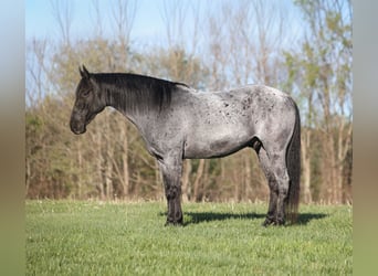 Quarter horse américain, Hongre, 8 Ans, 152 cm, Rouan Bleu