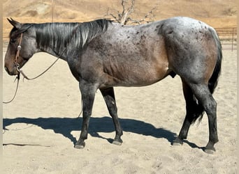 Quarter horse américain, Hongre, 8 Ans, 152 cm, Rouan Bleu