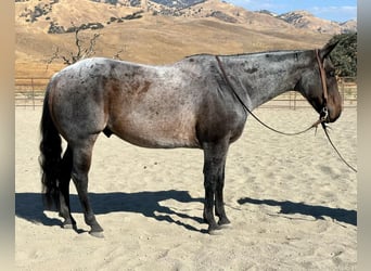 Quarter horse américain, Hongre, 8 Ans, 152 cm, Rouan Bleu