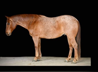 Quarter horse américain, Hongre, 8 Ans, 152 cm, Rouan Rouge