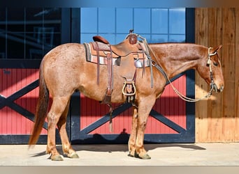 Quarter horse américain, Hongre, 8 Ans, 152 cm, Rouan Rouge