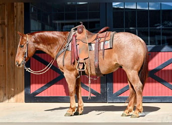 Quarter horse américain, Hongre, 8 Ans, 152 cm, Rouan Rouge